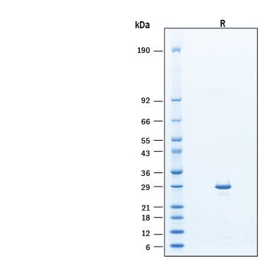 2 μg/lane of Recombinant Human SOCS‑3 His-tag Protein (Catalog # 11817-S3) was resolved with SDS-PAGE under reducing (R) condition and visualized by Coomassie® Blue staining, showing bands at 26-31 kDa.