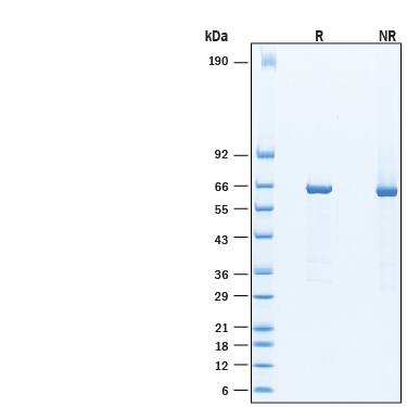 SDS-Page PCK1 [Unconjugated]