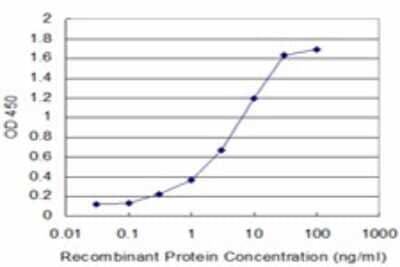 ELISA 12-Lipoxygenase Antibody (2D10)