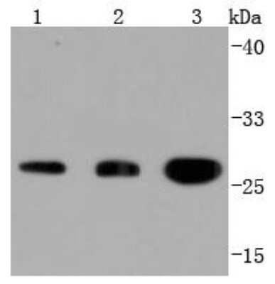 Western Blot: 14-3-3 Antibody (JJ083-6) [NBP2-67845] - Analysis of 14-3-3 on different lysates using anti-14-3-3 antibody at 1/1,000 dilution. Positive control:  Lane 1: HT29  Lane 2: Human skin  Lane 3: NIH/3T3
