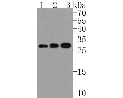 Western Blot: 14-3-3 Antibody (JJ083-6) [NBP2-67845] - Western blot analysis of 14-3-3 on different lysates. Proteins were transferred to a PVDF membrane and blocked with 5% BSA in PBS for 1 hour at room temperature. The primary antibody (1/500) was used in 5% BSA at room temperature for 2 hours. Goat Anti-Ra