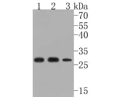 Western Blot: 14-3-3 Antibody (JJ084-3) [NBP2-67866] - Western blot analysis of 14-3-3 on different lysates. Proteins were transferred to a PVDF membrane and blocked with 5% BSA in PBS for 1 hour at room temperature. The primary antibody (1/500) was used in 5% BSA at room temperature for 2 hours. Goat Anti-Ra