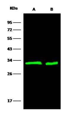 Western Blot: 14-3-3 beta Antibody (05) [NBP3-06157] - Anti-YWHAB mouse monoclonal antibody at 1:500 dilution Lane A: Hela Whole Cell Lysate Lane B: HepG2 Whole Cell Lysate Lysates/proteins at 30 ug per lane. Secondary: Goat Anti-Mouse IgG H&L (Dylight800) at 115000 dilution. Developed using the Odyssey technique. Performed under reducing conditions. Predicted band size:28 kDa Observed band size:32 kDa