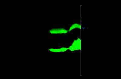 Immunoprecipitation: 14-3-3 beta Antibody [NBP2-98453] - 14-3-3 beta was immunoprecipitated using: Lane A: 0.5 mg HepG2 Whole Cell Lysate. Lane B: 0.5 mg Hela Whole Cell Lysate. 4 ul anti-14-3-3 beta rabbit polyclonal antibody and 15 ul of 50 % Protein G agarose. Primary antibody: Anti-14-3-3 beta rabbit polyclonal antibody, at 1:100 dilution. Secondary antibody: Dylight 800-labeled antibody to rabbit IgG (H+L), at 1:5000 dilution. Developed using the Odyssey technique. Performed under reducing conditions. Predicted band size: 32 kDa. Observed band size: 32 kDa