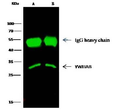 Immunoprecipitation: 14-3-3 beta Antibody [NBP2-99635] - 14-3-3 beta was immunoprecipitated using: Lane A: 0.5 mg Hela Whole Cell Lysate. Lane B: 0.5 mg HepG2 Whole Cell Lysate. 2 ul anti-14-3-3 beta rabbit polyclonal antibody and 15 ul of 50 % Protein G agarose. Primary antibody: Anti-14-3-3 beta rabbit polyclonal antibody, at 1:200 dilution. Secondary antibody: Dylight 800-labeled antibody to rabbit IgG (H+L), at 1:5000 dilution. Developed using the Odyssey technique. Performed under reducing conditions. Predicted band size: 28 kDa. Observed band size: 28 kDa