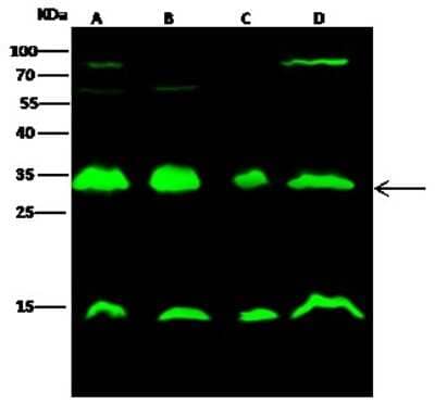 Western Blot: 14-3-3 beta Antibody [NBP2-98453] - Anti-14-3-3 beta rabbit polyclonal antibody at 1:500 dilution. Lane A: HepG2 Whole Cell Lysate. Lane B: Hela Whole Cell Lysate. Lane C: NCI-H1299 Whole Cell Lysate. Lane D: A431 Whole Cell Lysate. Lysates/proteins at 30 ug per lane. Secondary Goat Anti- Rabbit  IgG H&L (Dylight 800)  at 1/10000 dilution. Developed using the Odyssey technique. Performed under reducing conditions. Predicted band size: 28 kDa. Observed band size: 32 kDa (We are unsure as to the identity of these extra bands).