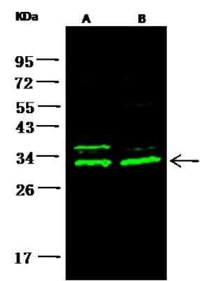 Western Blot: 14-3-3 beta Antibody [NBP2-99635] - Anti-14-3-3 beta rabbit polyclonal antibody at 1:500 dilution. Lane A: Hela Whole Cell Lysate. Lane B: HepG2 Whole Cell Lysate. Lysates/proteins at 30 ug per lane. Secondary Goat Anti-Rabbit IgG H&L (Dylight 800) at 1/10000 dilution. Developed using the Odyssey technique. Performed under reducing conditions. Predicted band size: 28 kDa. Observed band size: 34 kDa (We are unsure as to the identity of these extra bands).