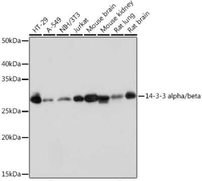 Western Blot: 14-3-3 beta/alpha Antibody (2F7O1) [NBP3-16768] - Western blot analysis of extracts of various cell lines, using 14-3-3 beta/alpha Rabbit mAb (NBP3-16768) at 1:1000 dilution. Secondary antibody: HRP Goat Anti-Rabbit IgG (H+L) at 1:10000 dilution. Lysates/proteins: 25ug per lane. Blocking buffer: 3% nonfat dry milk in TBST. Detection: ECL Basic Kit. Exposure time: 1s.