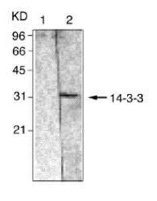 Western Blot: 14-3-3 beta/alpha Antibody (40) [NBP1-97547] - 14-3-3 beta/alpha Antibody (40) Mouse brain tissue extract.  Lane 1: Mouse IgG; Lane 2: Anti-14-3-3B