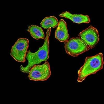 Immunocytochemistry/Immunofluorescence: 14-3-3 beta/alpha Antibody (5B5G10) [NBP2-61780] - Analysis of GC-7901 cells using YWHAB mouse mAb (green). Blue: DRAQ5 fluorescent DNA dye. Red: Actin filaments have been labeled with Alexa Fluor- 555 phalloidin. Goat anti-Mouse IgG (H+L) DyLight 488 secondary antibody was used. 