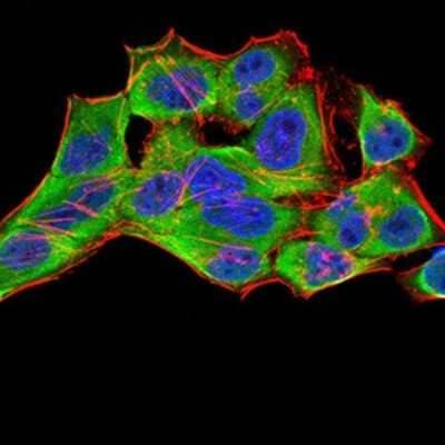 Immunocytochemistry/Immunofluorescence: 14-3-3 beta/alpha Antibody (5B5G10) [NBP2-61780] - Analysis of Hela cells using YWHAB mouse mAb (green). Blue: DRAQ5 fluorescent DNA dye. Red: Actin filaments have been labeled with Alexa Fluor- 555 phalloidin. Goat anti-Mouse IgG (H+L) DyLight 488 secondary antibody was used. 