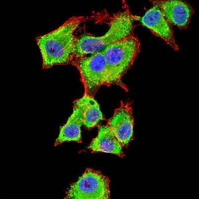 Immunocytochemistry/Immunofluorescence: 14-3-3 beta/alpha Antibody (5B5G10) [NBP2-61780] - Analysis of HepG2 cells using YWHAB mouse mAb (green). Blue: DRAQ5 fluorescent DNA dye. Red: Actin filaments have been labeled with Alexa Fluor- 555 phalloidin. Goat anti-Mouse IgG (H+L) DyLight 488 secondary antibody was used. 