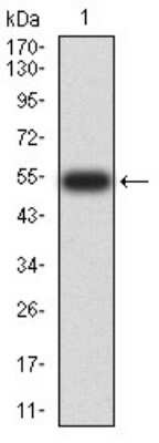 Western Blot: 14-3-3 beta/alpha Antibody (5B5G10) [NBP2-61780] - Analysis using YWHAB mAb against human YWHAB (AA: 1-246) recombinant protein. (Expected MW is 54 kDa)