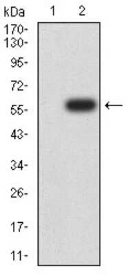 Western Blot 14-3-3 beta/alpha Antibody (5B5G10) - BSA Free