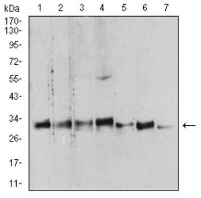 Western Blot: 14-3-3 beta/alpha Antibody (5B5G10) [NBP2-61780] - Analysis using YWHAB mouse mAb against Hela (1), NIH/3T3 (2), C6 (3), A431 (4), K562 (5), PC-12 (6), and U937 (7) cell lysate.