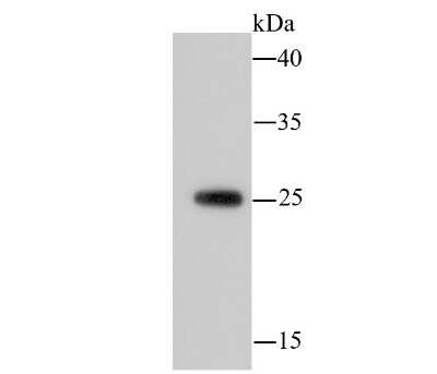 Western Blot: 14-3-3 beta/alpha Antibody (9-26) [NBP2-67090] - Western blot analysis of 14-3-3 beta/alpha on hybrid fish (crucian-carp) brain tissue lysate using anti-14-3-3 beta/alpha antibody at 1/500 dilution.