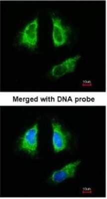 Immunocytochemistry/Immunofluorescence: 14-3-3 beta/alpha Antibody [NBP1-33454] - Paraformaldehyde-fixed HeLa, using antibody at 1:200 dilution.