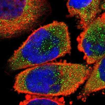 Immunocytochemistry/Immunofluorescence: 14-3-3 beta/alpha Antibody [NBP1-80611] - Staining of human cell line A-431 shows positivity in cytoplasm. Antibody staining is shown in green.