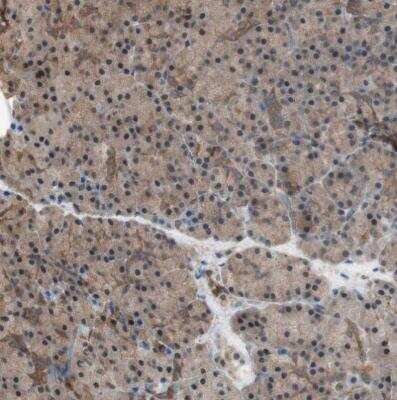 Immunohistochemistry-Paraffin: 14-3-3 beta/alpha Antibody [NBP1-80611] - Staining of human pancreas shows very weak positivity in exocrine glandular cells as expected.