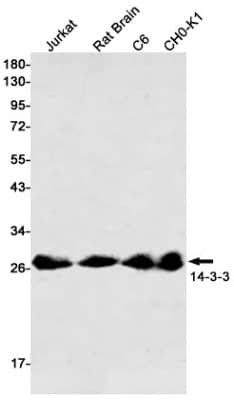 Western Blot: 14-3-3 beta/alpha Antibody (S07-1A3) [NBP3-19940] - Western blot detection of 14-3-3 beta/alpha in Jurkat, Rat Brain, C6, CHO-K1 cell lysates using NBP3-19940 (1:500 diluted). Predicted band size: 28kDa. Observed band size: 27-29kDa.