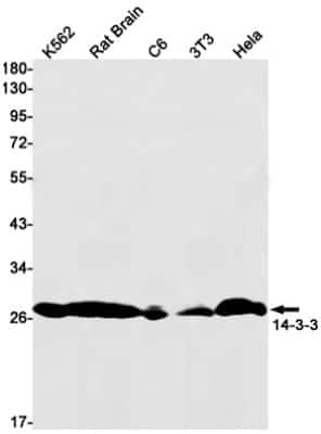 Western Blot: 14-3-3 beta/alpha Antibody (S07-1A8) [NBP3-14905] - Western blot detection of 41701 in K562, Rat Brain, C6, 3T3, Hela cell lysates using 14-3-3 beta/alpha Rabbit mAb (1:1000 diluted). Predicted band size: 28kDa. Observed band size: 28kDa.