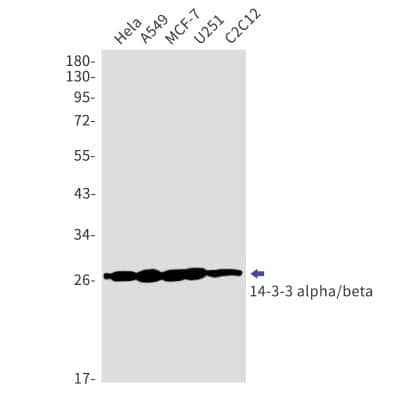 Western Blot: 14-3-3 beta/alpha Antibody (S08-4A7) [NBP3-14906] - Western blot detection of 14-3-3 beta/alpha in Hela, A549, MCF-7, U251, C2C12 cell lysates using 14-3-3 beta/alpha Rabbit mAb (1:1000 diluted). Predicted band size: 28kDa. Observed band size: 28kDa.