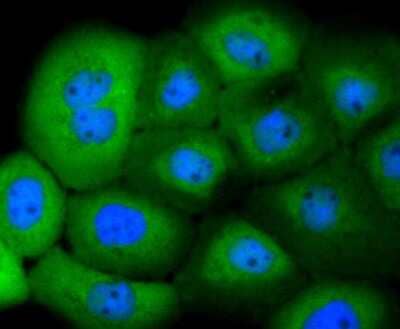 Immunocytochemistry/Immunofluorescence: 14-3-3 beta/alpha Antibody (SD0837) [NBP2-67833] - Staining 14-3-3 alpha+beta in A431 cells (green). The nuclear counter stain is DAPI (blue). Cells were fixed in paraformaldehyde, permeabilised with 0.25% Triton X100/PBS.