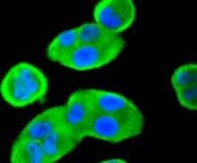 Immunocytochemistry/Immunofluorescence: 14-3-3 beta/alpha Antibody (SD0837) [NBP2-67833] - Staining 14-3-3 alpha+beta in Hela cells (green). The nuclear counter stain is DAPI (blue). Cells were fixed in paraformaldehyde, permeabilised with 0.25% Triton X100/PBS.