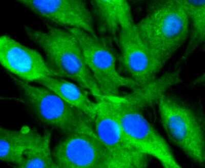 Immunocytochemistry/Immunofluorescence: 14-3-3 beta/alpha Antibody (SD0837) [NBP2-67833] - Staining 14-3-3 alpha+beta in SHG-44 cells (green). The nuclear counter stain is DAPI (blue). Cells were fixed in paraformaldehyde, permeabilised with 0.25% Triton X100/PBS.