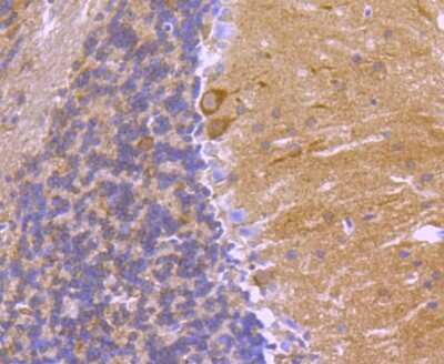 Immunohistochemistry-Paraffin: 14-3-3 beta/alpha Antibody (SD0837) [NBP2-67833] - Analysis of paraffin-embedded mouse brain tissue using anti-14-3-3 alpha+beta antibody. Counter stained with hematoxylin.