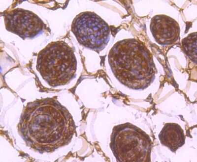 Immunohistochemistry-Paraffin: 14-3-3 beta/alpha Antibody (SD0837) [NBP2-67833] - Analysis of paraffin-embedded mouse skin tissue using anti-14-3-3 alpha+beta antibody. Counter stained with hematoxylin.