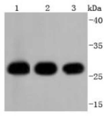 Western Blot 14-3-3 beta/alpha Antibody (SD0837)