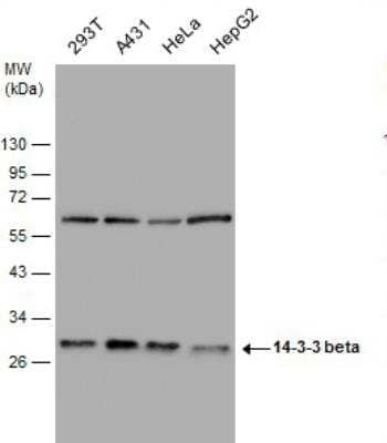 Western Blot: 14-3-3 beta/alpha Antibody [NBP1-33454] - Various whole cell extracts (30 ug) were separated by 12% SDS-PAGE, and the membranes were blotted with 14-3-3 beta antibody [N1C2] diluted at 1:10000. 