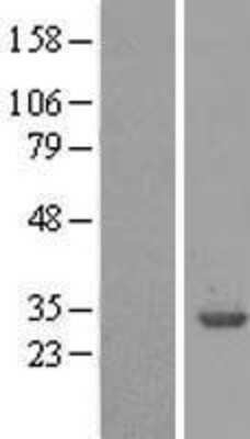 Western Blot 14-3-3 beta/alpha Overexpression Lysate