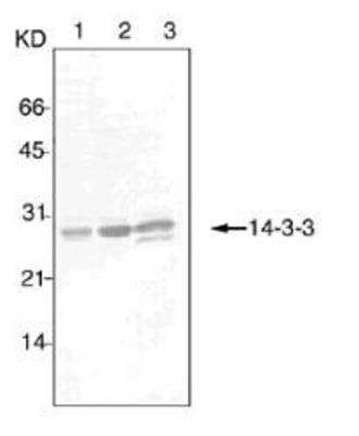 Western Blot: 14-3-3 beta/epsilon/zeta Antibody (3C8) [NBP1-97885] - Lane 1: Human HeLa whole extract; Lane 2: Mouse brain extract; Lane 3: Rat brain extract