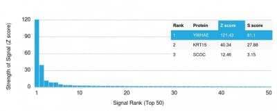 Protein Array: 14-3-3 epsilon Antibody (CPTC-YWHAE-1) - Azide and BSA Free [NBP2-79944] - Z- and S- Score: The Z-score represents the strength of a signal that a monoclonal antibody (MAb) (in combination with a fluorescently-tagged anti-IgG secondary antibody) produces when binding to a particular protein on the HuProtTM array. Z-scores are described in units of standard deviations (SD's) above the mean value of all signals generated on that array. If targets on HuProtTM are arranged in descending order of the Z-score, the S-score is the difference (also in units of SD's) between the Z-score. S-score therefore represents the relative target specificity of a MAb to its intended target. A MAb is considered to specific to its intended target, if the MAb has an S-score of at least 2.5. For example, if a MAb binds to protein X with a Z-score of 43 and to protein Y with a Z-score of 14, then the S-score for the binding of that MAb to protein X is equal to 29.