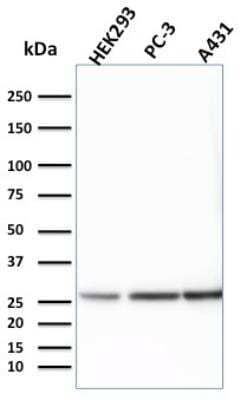 Western Blot: 14-3-3 epsilon Antibody (CPTC-YWHAE-1) - Azide and BSA Free [NBP2-79944] - Western Blot Analysis of HEK293, PC-3 and A431 cell lysates using 14-3-3E Mouse Monoclonal Antibody (CPTC-YWHAE-1).