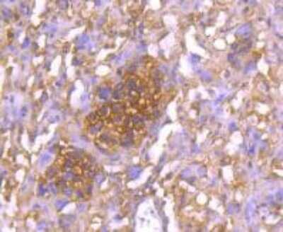Immunohistochemistry-Paraffin: 14-3-3 epsilon Antibody (JJ08-40) [NBP2-67834] - Analysis of paraffin-embedded mouse placenta tissue using anti-14-3-3 epsilon antibody. Counter stained with hematoxylin.