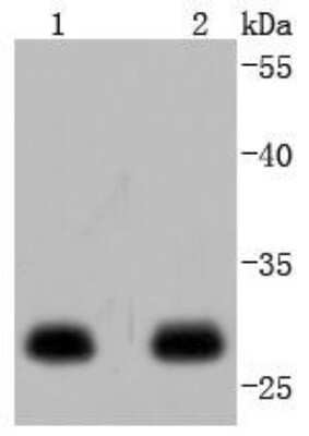 Western Blot: 14-3-3 epsilon Antibody (JJ08-40) [NBP2-67834] - Analysis of 14-3-3 epsilon on different lysates using anti-14-3-3 epsilon antibody at 1/1,000 dilution. Positive control: Lane 1: SH-SY-5Y Lane 2: 293T