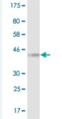 Western Blot: 14-3-3 eta Antibody (1C2) [H00007533-M07] - Detection against Immunogen (36.63 KDa) .