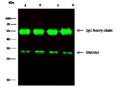Immunoprecipitation: 14-3-3 eta Antibody [NBP2-99642] - 14-3-3 eta was immunoprecipitated using: Lane A: 0.5 mg 293T Whole Cell Lysate. Lane B: 0.5 mg Jurkat Whole Cell Lysate. Lane C: 0.5 mg k562 Whole Cell Lysate. Lane D:0.5 mg NIH-3T3 Whole Cell Lysate. 2 ul anti-14-3-3 eta rabbit polyclonal antibody and 15 ul of 50 % Protein G agarose. Primary antibody: Anti-14-3-3 eta rabbit polyclonal antibody, at 1:2000 dilution. Secondary antibody: Dylight 800-labeled antibody to rabbit IgG (H+L), at 1:5000 dilution. Developed using the Odyssey technique. Performed under reducing conditions. Predicted band size: 28 kDa. Observed band size: 28 kDa