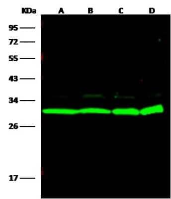 Western Blot 14-3-3 eta Antibody - Azide and BSA Free