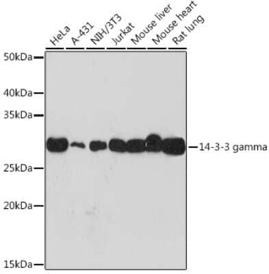 Western Blot: 14-3-3 gamma Antibody (5R4Q4) [NBP3-16771] - Western blot analysis of extracts of various cell lines, using 14-3-3 gamma Rabbit mAb (NBP3-16771) at 1:1000 dilution. Secondary antibody: HRP Goat Anti-Rabbit IgG (H+L) at 1:10000 dilution. Lysates/proteins: 25ug per lane. Blocking buffer: 3% nonfat dry milk in TBST. Detection: ECL Basic Kit. Exposure time: 30s.