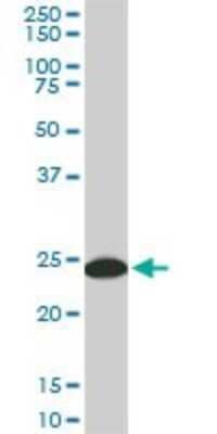 Western Blot: 14-3-3 gamma Antibody (6A10) [H00007532-M02] - YWHAG monoclonal antibody (M02), clone 6A10. Analysis of YWHAG expression in Raw 264.7.