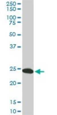 Western Blot: 14-3-3 gamma Antibody (6A10) [H00007532-M02] - YWHAG monoclonal antibody (M02), clone 6A10. Analysis of YWHAG expression in NIH/3T3.