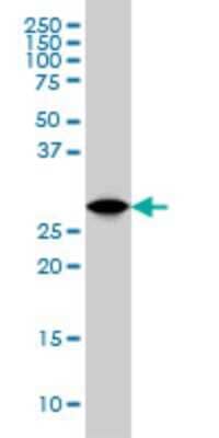 Western Blot: 14-3-3 gamma Antibody (6A10) [H00007532-M02] - YWHAG monoclonal antibody (M02), clone 6A10 Analysis of YWHAG expression in K-562.