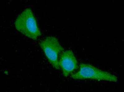 Immunocytochemistry/Immunofluorescence: 14-3-3 gamma Antibody (AT4B9) [NBP2-50579] - Analysis of 14-3-3 gamma in HeLa cells line, stained with DAPI (Blue) for nucleus staining and monoclonal anti-human 14-3-3 gamma antibody (1:100) with goat anti-mouse IgG-Alexa fluor 488 conjugate (Green).