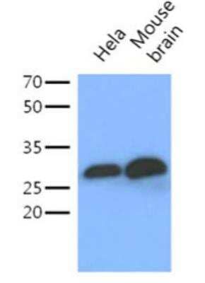 Western Blot: 14-3-3 gamma Antibody (AT4B9) [NBP2-50579] - The lysates of Hela (40ug) and Mouse brain (40ug) were resolved by SDS-PAGE, transferred to PVDF membrane and probed with anti-human 14-3-3 gamma antibody (1:1000) Proteins were visualized using a goat anti-mouse secondary antibody conjugated to HRP and an ECL detection system.