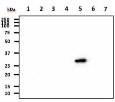 Western Blot: 14-3-3 gamma Antibody (AT4B9) [NBP2-50579] - The recombinant proteins (50ng) were resolved by SDS-PAGE, transferred to PDVF membrane and probed with anti-human 14-3-3 gamma antibody (1:1000). Proteins were visualized using a goat anti-mouse secondary antibody conjugated to HRP and an ECL detection system. Lane 1. Recombinant Human YWHAZ Lane 2.  Recombinant Human YWHAB Lane 3. Recombinant Human YWHAE Lane 4. Recombinant Human YWHAH Lane 5.: Recombinant Human YWHAG Lane 6.: Recombinant Human SFN Lane 7.: Recombinant Human YWHAQ.