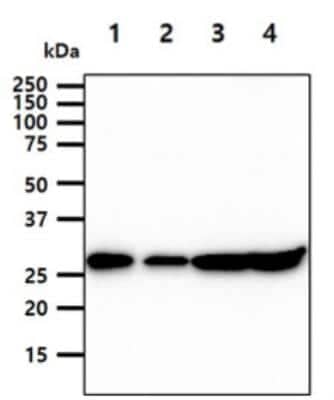 Western Blot: 14-3-3 gamma Antibody (AT4B9) [NBP2-50579] - Lane 1.: 293T cell lysate Lane 2.: A431 cell lysate Lane 3.: K562 cell lysate Lane 4.: NIH3T3 cell lysate